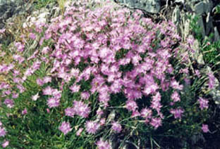 Dianthus monspessulanus